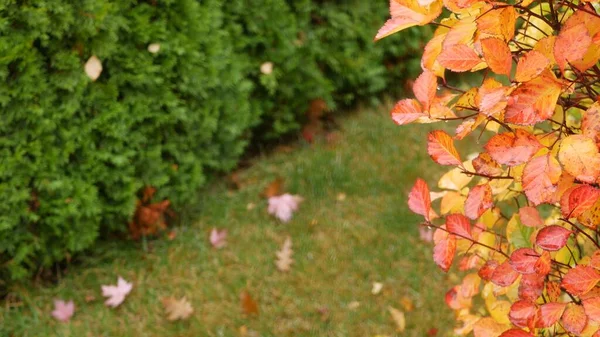 Yellow Autumn Leaves Orange Fall Leaf Ornamental Garden Leafage Park — Stock Photo, Image