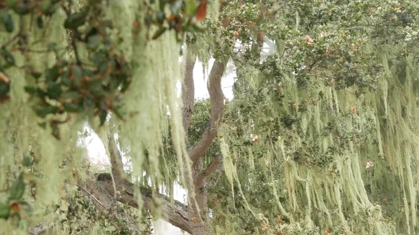 Spitzen Flechtenmoos Hängt Äste Nebligen Nebelwald Surreale Wälder Geheimnisvolle Märchenwälder — Stockfoto