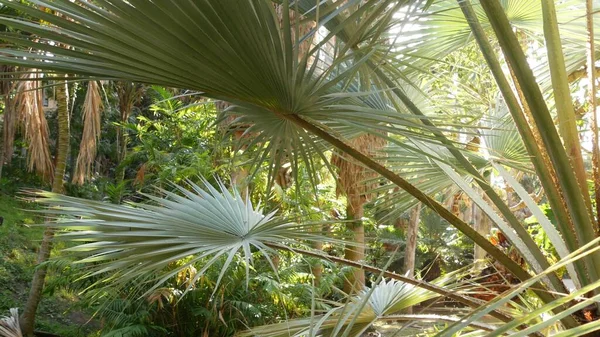 Saftigt Frodigt Lövverk Tropiska Träd Solig Djungelskog Eller Exotisk Amazonregnskog — Stockfoto
