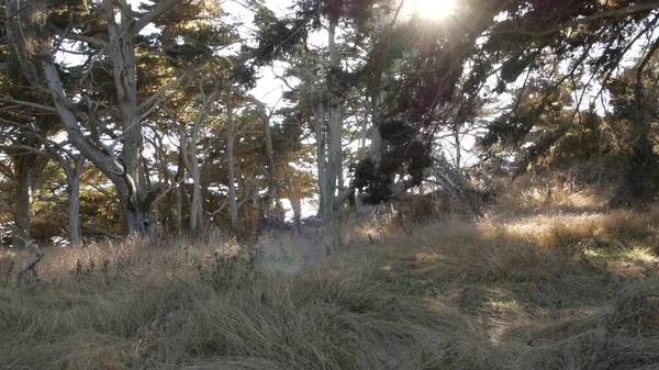 在森林里 枯干的无叶无叶的树枝和树干 深不可测的枯死枯木 仙人老松柏林或苔藓中的奇幻林地 美国加利福尼亚州蒙特里的Lobos角 — 图库照片