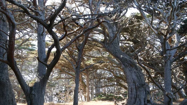Покручені Вузенькі Вузлуваті Гілки Стовбури Дерев Мають Листя Глибока Сюрреалістична — стокове фото