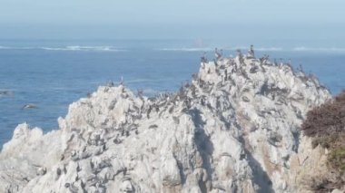 Uçurumdaki kahverengi pelikan sürüsü, okyanustaki kayalık adası, Point Lobos manzarası, Monterey vahşi hayatı, Kaliforniya sahili, ABD. Büyük dalgalar çarpar, kuşlar uçar. Birçok pelecanus yuvası, vahşi hayvan kolonisi.