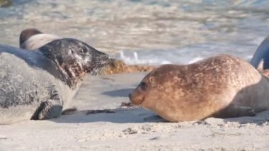 Şirin benekli yavru fok yavrusu, Pasifik limanı deniz aslanı yavrusu, yavru köpek ya da buzağı dinleniyor, kumlu okyanus plajı, La Jolla yaban hayatı, Kaliforniya sahilleri, ABD. Deniz dalgalarının arasında sürünen genç bir deniz hayvanı.