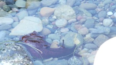 Deniz tavşanları gelgit havuzunda yumuşakça, kırmızı yumuşakça, çakıl taşı. Tidepool yaban hayatı, deniz canlıları. Egzotik anaspidea hayvanı suyun altında. Kelimenin tam anlamıyla gelgit bölgesi faunası, California gelgit düşük ekosistemi