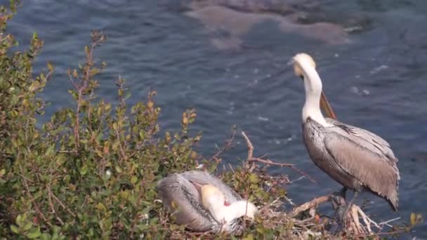 Pélican Brun Pelecanus Oiseau Preen Ailes Plumes Dans Verdure Sauvage — Video