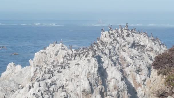 崖の上に茶色のペリカンの群れ 海の岩の島 ポイント ロボスの風景 モントレー野生動物 カリフォルニア州海岸 アメリカ 大きな波がクラッシュし 鳥が飛ぶ 多くのペリカヌスの巣作り野生動物コロニー — ストック動画