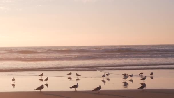Ptaki Mewy Przy Oceanicznej Wodzie Plaży Fale Morskie Zachodzie Słońca — Wideo stockowe