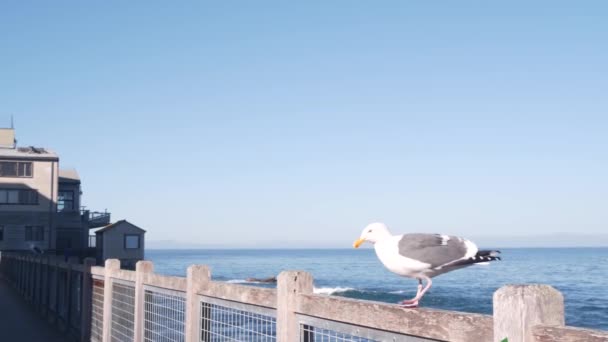 프론트 Monterey California Usa 프론트 바닷물 수족관 캐너리 거리에 사이드 — 비디오
