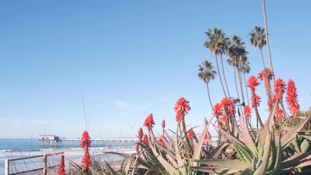 Rode Aloë Bloesem Sappige Plant Bloeien Palmbomen Stille Oceaan Strand — Stockvideo