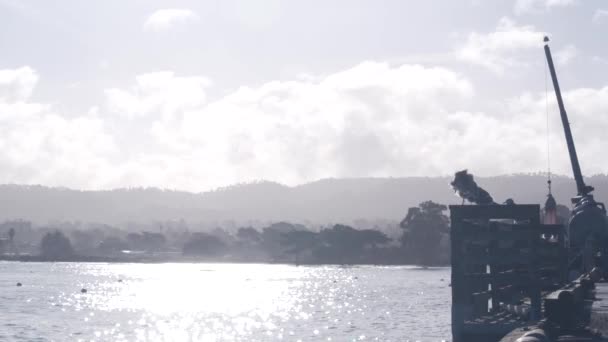 Pássaro Gaivota Grades Cais Porto Portuário Porto Marítimo Doca Comercial — Vídeo de Stock