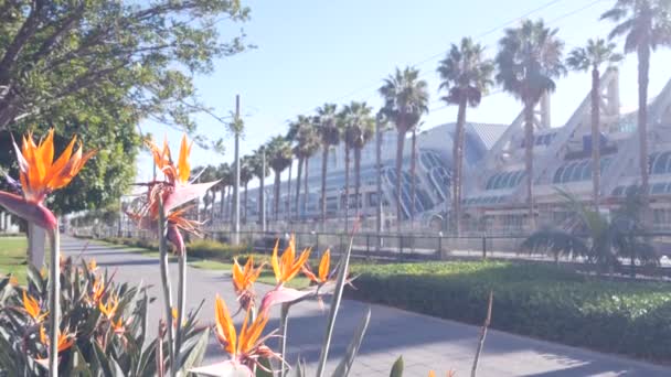 Palm Trees Strelitzia Crane Flower San Diego City Street California — Vídeo de stock