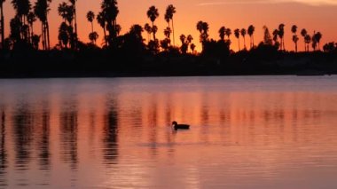 Günbatımı okyanus sahillerinde birçok palmiye ağacı silueti, Kaliforniya sahilleri, ABD. San Diego kıyısındaki Mission Bay Park 'ın sakin suyunda mor turuncu gökyüzünün yansıması. Deniz yüzeyi ve tropikal gün batımı.