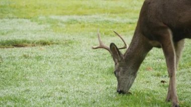 Boynuzlu vahşi erkek geyik ya da yeşil çimlerde otlayan boynuzlar. Fallow, kırmızı ya da katır geyiği otların üzerinde, geyik ya da geyik. Monterey yaban hayatı, Kaliforniya doğası, ABD. Otçul toynaklı memeliler yer ya da beslenirdi.