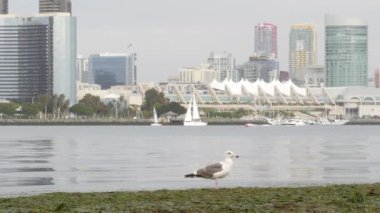 Şehir merkezi silueti, San Diego şehir merkezi, Kaliforniya ABD. Rıhtımdaki gökdelenler körfez boyunca yükseliyor. Limandaki şehir mimarisi. Gaslamp Quarter 'daki finans kuleleri. Bulutlu hava.