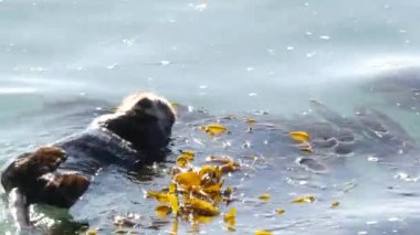 Şirin tüylü su samuru deniz memelisi, tapılası sevimli vahşi su hayvanı okyanus suyunda yüzüyor, Kaliforniya kıyılarında vahşi yaşam, ABD faunası. Komik küçük patiler ya da eller. Uyuyor, yosun tutuyor, yosun tutuyor..