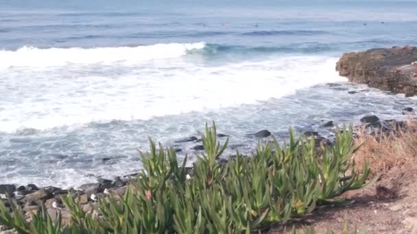 Novato Focas Silvestres León Marino Descansando Playa Del Océano Rocoso — Vídeos de Stock