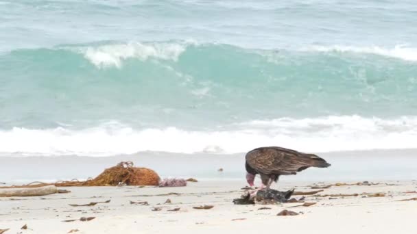 Wild Turkey Vulture Eating Dead Animal Corpse Ocean Beach Monterey — Stock Video