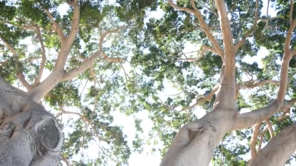 丛林或热带雨林中的大树的树冠 巨大的树干 高大的木兰花叶或叶子从下面 低角度的观点 林地里的一棵大仙女树 加利福尼亚的自然 生物多样性 — 图库视频影像