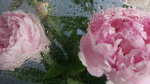 Vízeső Cseppek Vizes Ablaküvegen Bazsarózsa Virágok Tavaszi Virágzása Virágos Virágzása — Stock videók