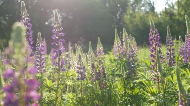 Mor lupin kır çiçekleri çayır çiçekleri üzerinde. Mor leylak rengi lup çiçekleri çimlerde ya da tarlalarda. Bahar çiçeğinde leylak lupinus açar ya da çiçek açar. Bahar ya da yaz ormanı açıklığı. Bluebonnet kabartması.