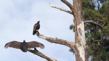 Ağaçta hindi akbabası, avlanmayı bekleyen leş yiyen akbaba. Kel kızıl kafa, yırtıcı kuşun kanatları. Griffon gibi leşi besleyen bir yırtıcı. Point Lobos Vahşi Yaşam, Kaliforniya ABD. Kanat açıklığı.