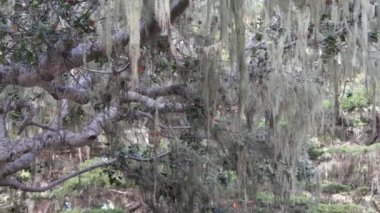 Dantelli liken yosunu asılı, ağaçlar ormanda dallanıyor. Derin gerçeküstü odun, eski peri korusu ya da fantezi ormanı. Parazit mantar ya da mantarla kaplı bitkiler. Point Lobos, Monterey Flora, Kaliforniya ABD