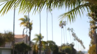 Palmiye ağaçları, Los Angeles yakınlarındaki rıhtım şehri sokağı, Kaliforniya kıyısı, güney Amerika. Okyanus kıyısındaki palmiyeler, yaz tatilleri estetik. Tropik palmiyeler, güneşli bir gün, güneş ve yapraklar.