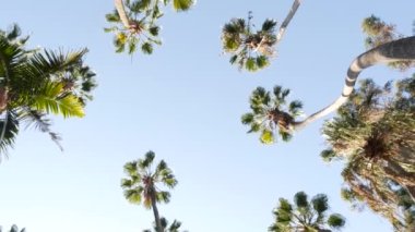 Los Angeles ve Santa Monica, Kaliforniya yakınlarındaki sahil kentinde, sokaktaki birçok palmiye ağacı yaz mevsimi titreşimleri, ABD. Deniz kenarında yaz tatilleri, okyanus kıyısında palmiye ağaçları, mavi gökyüzü..