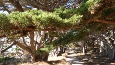 Ormandaki ya da ormandaki patika yolu, eski koruluktaki ya da ormandaki patika yolu, Point Lobos vahşi doğası, Kaliforniya ABD. Yürüyüş ya da yürüyüş için patika ya da yürüyüş yolu. Kozalaklı çam ağaçları manzarası.