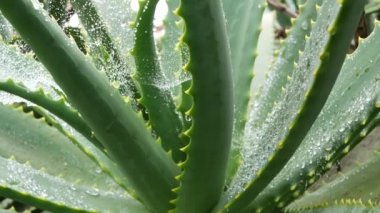 Aloe vera rosette, çiy ya da yağmur suyu damlaları, taze sulu ıslak bitki, nemli yapraklar, yağmur damlaları ya da damlacıklar. California sulu bitki örtüsü, bahar sabahı. Nemlendirici organik kozmetik ferahlatıcı bileşen.