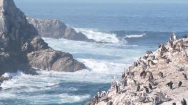 Uçurumdaki kahverengi pelikan sürüsü, okyanustaki kayalık adası, Point Lobos manzarası, Monterey vahşi hayatı, Kaliforniya sahili, ABD. Büyük dalgalar çarpar, kuşlar uçar. Birçok pelecanus yuvası, vahşi hayvan kolonisi.