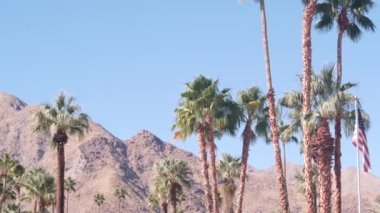 Palmiye ağaçları, dağ ya da tepe, güneşli Palm Springs tatil beldesi Los Angeles yakınlarında, Old Las Palmas, California Valley doğa, ABD. Kuru iklim bitkileri, çöl vahası bitkileri. Amerikan bayrağı.