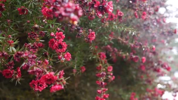 Árbol Mirto Flores Granate Leptospermum Manuka Flor Carmesí Oscuro Resplandor — Vídeo de stock