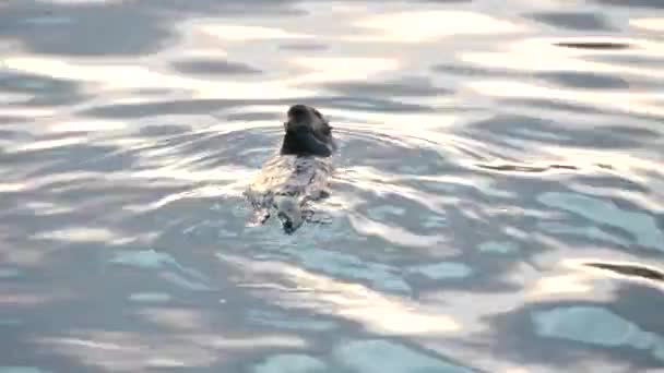 かわいい毛皮の海カワウソ海洋哺乳動物の行動 海の水でかわいい野生の水生動物の水泳 カリフォルニア海岸の野生動物 米国の動物 面白い小さな足や手 回転又は回転 — ストック動画