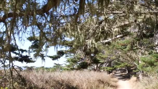 Pad Zonnig Bos Hout Voetpad Voetpad Oud Bos Bos Point — Stockvideo