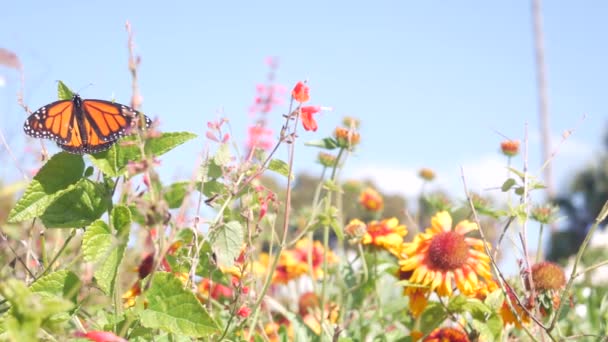 野生の花の花粉 庭や牧草地 春の空を収集するモナーク蝶 植物の花や植物の花 新鮮な夏のハーブ草の中のオレンジ色の昆虫の羽 野の花の受粉 — ストック動画