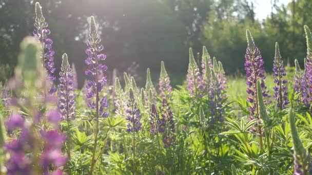 Violet Lupin Wildflowers Meadow Flowerscape Purple Mauve Lupine Flowers Lawn — Stock Video