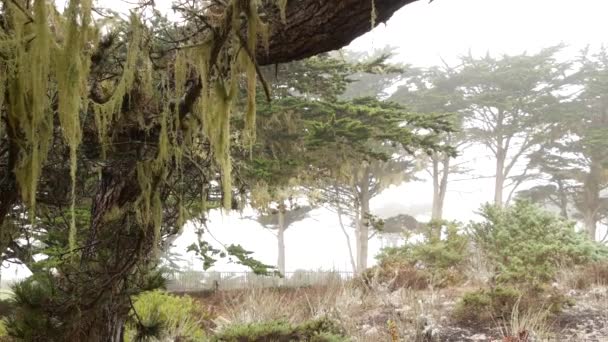 Koronkowy Mech Porostów Wisi Gałęzie Drzew Mglistym Lesie Surrealistyczne Lasy — Wideo stockowe