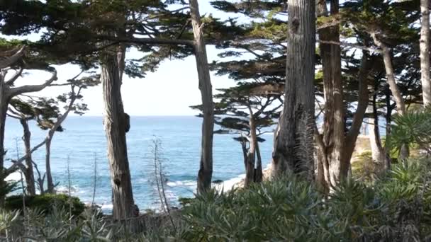 Rocky Craggy Ocean Coast Cypress Grove Blue Water Waves Coniferous — Wideo stockowe