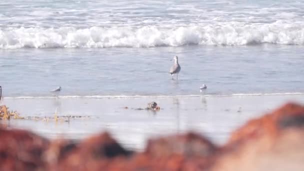 海滩上的海浪和沙鸟 美国加利福尼亚太平洋海岸的沙滩上的小沙鸟 海水潮水 褐色海藻 海藻和沿海沙滩 幼小而敏捷的幼鸟宝宝 — 图库视频影像