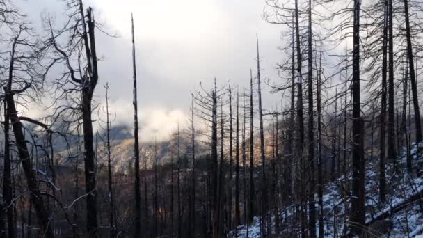Folgen Von Waldbränden Verkohlte Kiefernstämme Yosemite California Usa Schwarze Trockenheit — Stockvideo