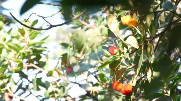 Φράουλα Θάμνος Ώριμα Και Άγουρα Φρούτα Ιρλανδικό Αρβούτο Unedo Συγκομιδή — Αρχείο Βίντεο