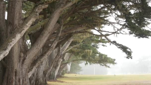 Хвойные Кипарисы Тумане Туманный Таинственный Лес Лес Роща Рощи Деревьев — стоковое видео