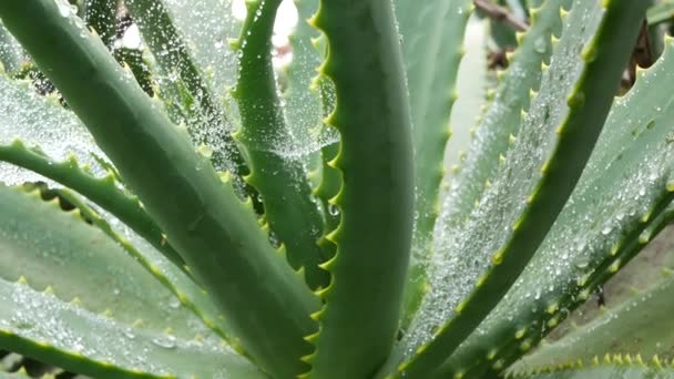 Aloe Vera Rosette Σταγόνες Νερού Δροσιάς Βροχής Φρέσκο Ζουμερό Υγρό — Αρχείο Βίντεο