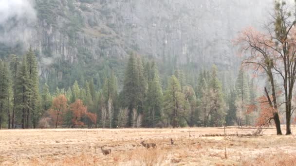 Família Veados Pastando Prado Vale Yosemite Pela Estrada Tioga Fauna — Vídeo de Stock