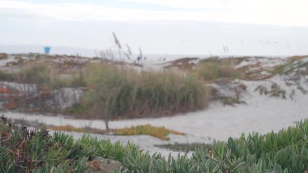 Sanddünen Nebligen Coronado Strand Meereswellen Nebel Kalifornische Küste Usa Bewölktes — Stockvideo