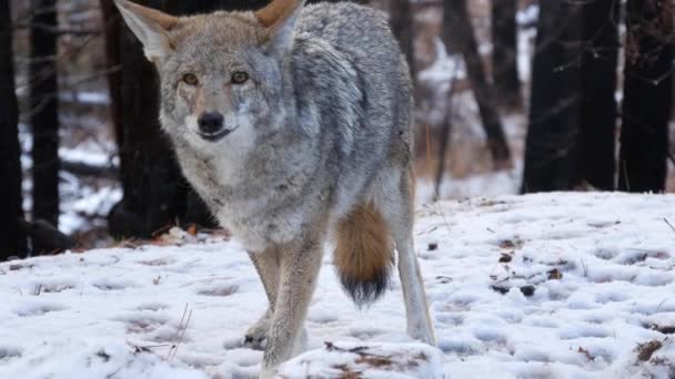 Lobo Peludo Selvagem Coiote Cinzento Coywolf Cinzento Floresta Nevada Inverno — Vídeo de Stock