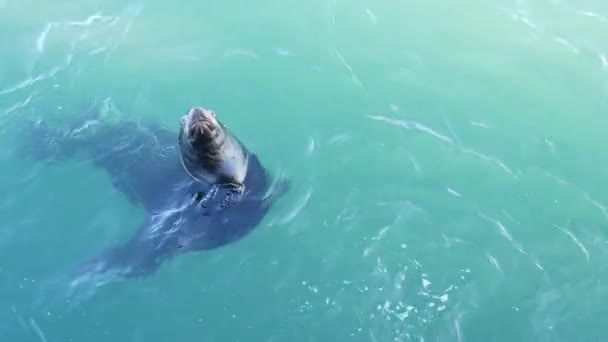 Vahşi Sevimli Deniz Aslanı Okyanus Suyunda Yüzen Sevimli Deniz Aslanı — Stok video