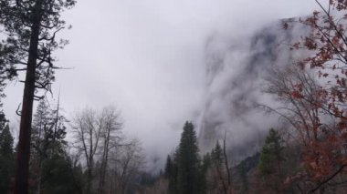 Sisli El Capitan dağı, çıplak uçurum, dik kaya, sisli sakin sonbahar havası, Yosemite vadisi, California, ABD vahşi doğası. Manzaralı kayalıklar, kayalıklar ve sessiz sonbahar ormanı. Brume veya sis bulutları zaman ayarlı.