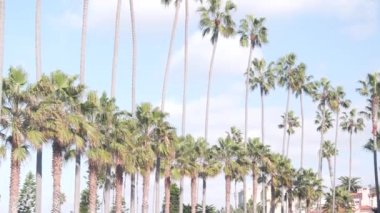 Los Angeles ve Santa Monica, Kaliforniya yaz mevsiminde deniz kenti yakınlarındaki caddede palmiye ağaçları. Deniz kenarında yaz tatilleri, okyanus kıyısında palmiye ağaçları, mavi gökyüzü..